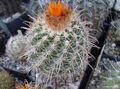   oranje Kamerplanten Klein Duimpje woestijn cactus / Parodia foto