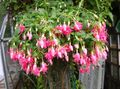   roze Huis Bloemen Fuchsia struik foto