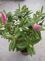   pink Indoor Plants, House Flowers Hebe shrub Photo