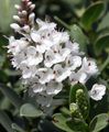   beyaz Kapalı bitkiler, Evin çiçekler Gençlik Tanrıçası çalı / Hebe fotoğraf