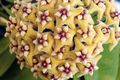 Hoya, Bouquet De Mariée, Madagascar Jasmin, Cire Fleur, Chapelet, Floradora, Hawaïen Fleurs De Mariage