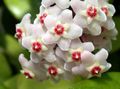   white Hoya, Bridal Bouquet, Madagascar Jasmine, Wax flower, Chaplet flower, Floradora, Hawaiian Wedding flower hanging plant Photo