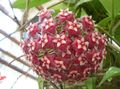   bordó Hoya, Menyasszonyi Csokor, Madagaszkár Jázmin, Viasz Virág, Virágfüzér Virág, Floradora, Hawaii Esküvői Virág lóg növény fénykép