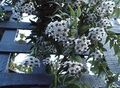   balts Hoya, Līgavas Pušķis, Madagaskara Jasmīns, Vaska Zieds, Vainags Ziedu, Floradora, Havaju Kāzu Ziedu karājas augs Foto