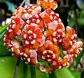   appelsin Hoya, Brudebuket, Madagaskar Jasmin, Voks Blomst, Chaplet Blomst, Floradora, Hawaiian Bryllup Blomst hængende plante Foto