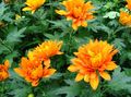   orange Blomsterdekoratører Mamma, Pot Mamma urteaktig plante / Chrysanthemum Bilde