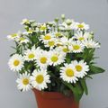   bela Cvetličarji Mama, Pot Mama travnate / Chrysanthemum fotografija