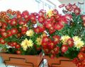   koyu kırmızı Kapalı bitkiler, Evin çiçekler Çiçekçiler Anne, Pot Mum otsu bir bitkidir / Chrysanthemum fotoğraf