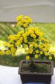   kollane Lillepoodi Ema, Pot Ema rohttaim / Chrysanthemum Foto