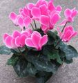   ροζ Εσωτερικά λουλούδια Περσικά Βιολετί ποώδη / Cyclamen φωτογραφία