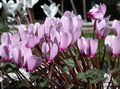   lilac Indoor Plants, House Flowers Persian Violet herbaceous plant / Cyclamen Photo