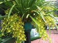   sárga Ház Virágok Cymbidium lágyszárú növény fénykép
