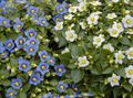   blanc des fleurs en pot Le Violet Persan herbeux / Exacum Photo
