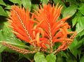   oranžinis Vidinis augalai, Namas Gėlės Zebra Augalų, Oranžinė Krevečių Augalų krūmas / Aphelandra Nuotrauka
