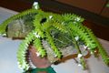   hvit Innendørs Planter, Huset Blomster Komet Orkide, Betlehemsstjernen Orkide urteaktig plante / Angraecum Bilde