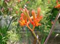   narancs Ház Virágok Kenguru Mancs lágyszárú növény / Anigozanthos flavidus fénykép