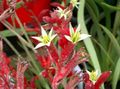   rdeča Sobne Rastline, Sobne cvetje Kenguru Paw travnate / Anigozanthos flavidus fotografija