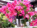   pink Papir Blomst busk / Bougainvillea Foto