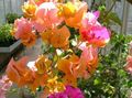  oranžový Kvetinové Kvety Papierové Kvety kríki / Bougainvillea fotografie