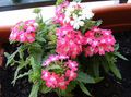   rose des fleurs en pot Verveine herbeux / Verbena Hybrida Photo