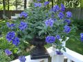   tamsiai mėlyna Vidinis augalai, Namas Gėlės Verbena žolinis augalas / Verbena Hybrida Nuotrauka