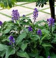   niebieski Pokojowe Kwiaty Dihorizandra trawiaste / Dichorisandra zdjęcie