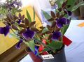   sötétkék Ház Virágok Zygopetalum lágyszárú növény fénykép