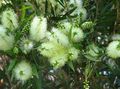   ホワイト 屋内植物, ハウスフラワーズ ボトルブラシ 低木 / Callistemon フォト