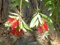   rdeča Sobne Rastline, Sobne cvetje Steklenic grmi / Callistemon fotografija