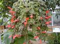   kırmızı Kapalı bitkiler, Evin çiçekler Columnea, Norse Yangın Bitki, Akvaryum Balığı Asma fotoğraf