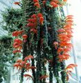   raudonas Vidinis augalai, Namas Gėlės Columnea, Skandinavų Gaisro Augalų, Sidabrinis Karosas Vynmedis Nuotrauka