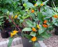   ფორთოხალი შიდა მცენარეები, სახლი ყვავილები ცეცხლოვანი Costus ბალახოვანი მცენარე სურათი