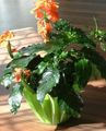   ფორთოხალი შიდა მცენარეები, სახლი ყვავილები Firecracker Flower ბუში / Crossandra სურათი