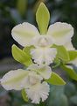   biały Pokojowe Kwiaty Likasta trawiaste / Lycaste zdjęcie