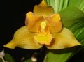   gul Krukblommor Lycaste örtväxter Fil