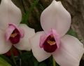   růžový Pokojové květiny Lycaste bylinné fotografie