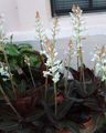   wit Huis Bloemen Juweel Orchidee kruidachtige plant / Ludisia foto