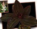   vit Krukblommor Juvel Orkidé örtväxter / Ludisia Fil