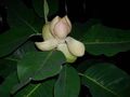   бео Затворени Погони, Затворене Цветови Магнолија дрвета / Magnolia фотографија