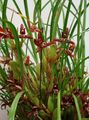   koyu kırmızı Kapalı bitkiler, Evin çiçekler Hindistan Cevizi Pasta Orkide otsu bir bitkidir / Maxillaria fotoğraf