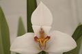   biely Kvetinové Kvety Kokos Koláč Orchidea trávovitý / Maxillaria fotografie