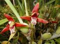   punainen Sisäkukat Kookos Piirakka Orkidea ruohokasvi / Maxillaria kuva