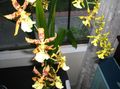   gelb Topfblumen Tiger Orchidee, Maiglöckchen Orchidee grasig / Odontoglossum Foto