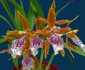   oranžna Sobne Rastline, Sobne cvetje Tiger Orhideja, Šmarnice Orhideje travnate / Odontoglossum fotografija