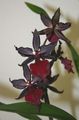   vin roșu Plante de Interior, Flori de Casa Tigru Orhidee, Crin Orhidee Vale planta erbacee / Odontoglossum fotografie