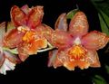   rouge des fleurs en pot Tiger Orchid, Lys De L'orchidée De La Vallée herbeux / Odontoglossum Photo