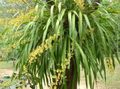  黄 屋内植物, ハウスフラワーズ 踊る女性の蘭、cedrosの蜂、ヒョウの蘭 草本植物 / Oncidium フォト
