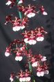   vineux des fleurs en pot Danse Lady Orchid, Abeille Cedros, Le Léopard Orchidée herbeux / Oncidium Photo