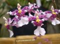   lilas des fleurs en pot Danse Lady Orchid, Abeille Cedros, Le Léopard Orchidée herbeux / Oncidium Photo