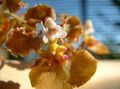   kahverengi Kapalı bitkiler, Evin çiçekler Dans Bayan Orkide, Cedros Arı, Leopar Orkide otsu bir bitkidir / Oncidium fotoğraf